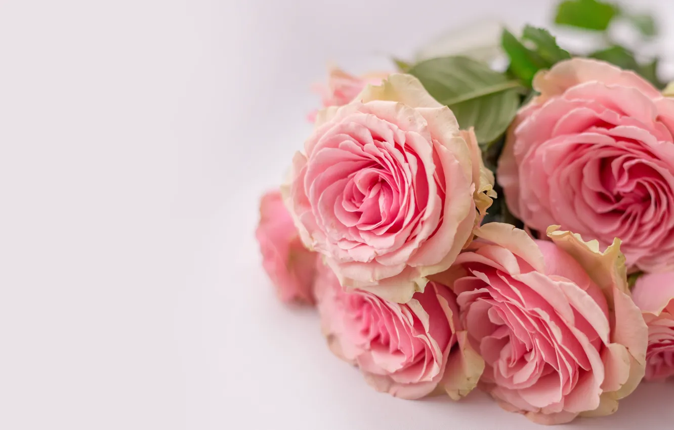 Фото обои цветы, розы, букет, Yarovoy Aleksandr