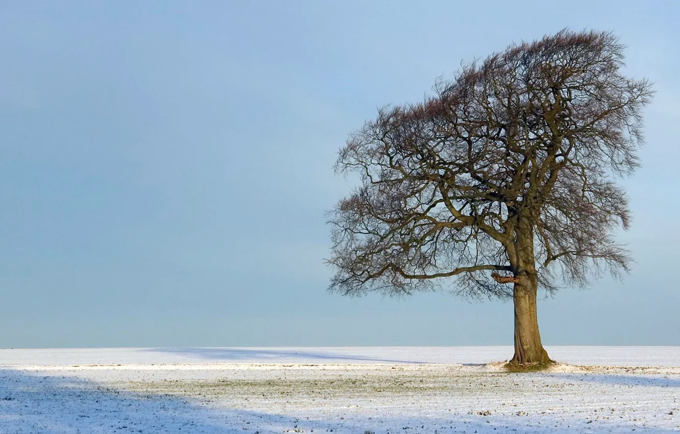 Фото обои sky, Tree, field, nature, winter, snow