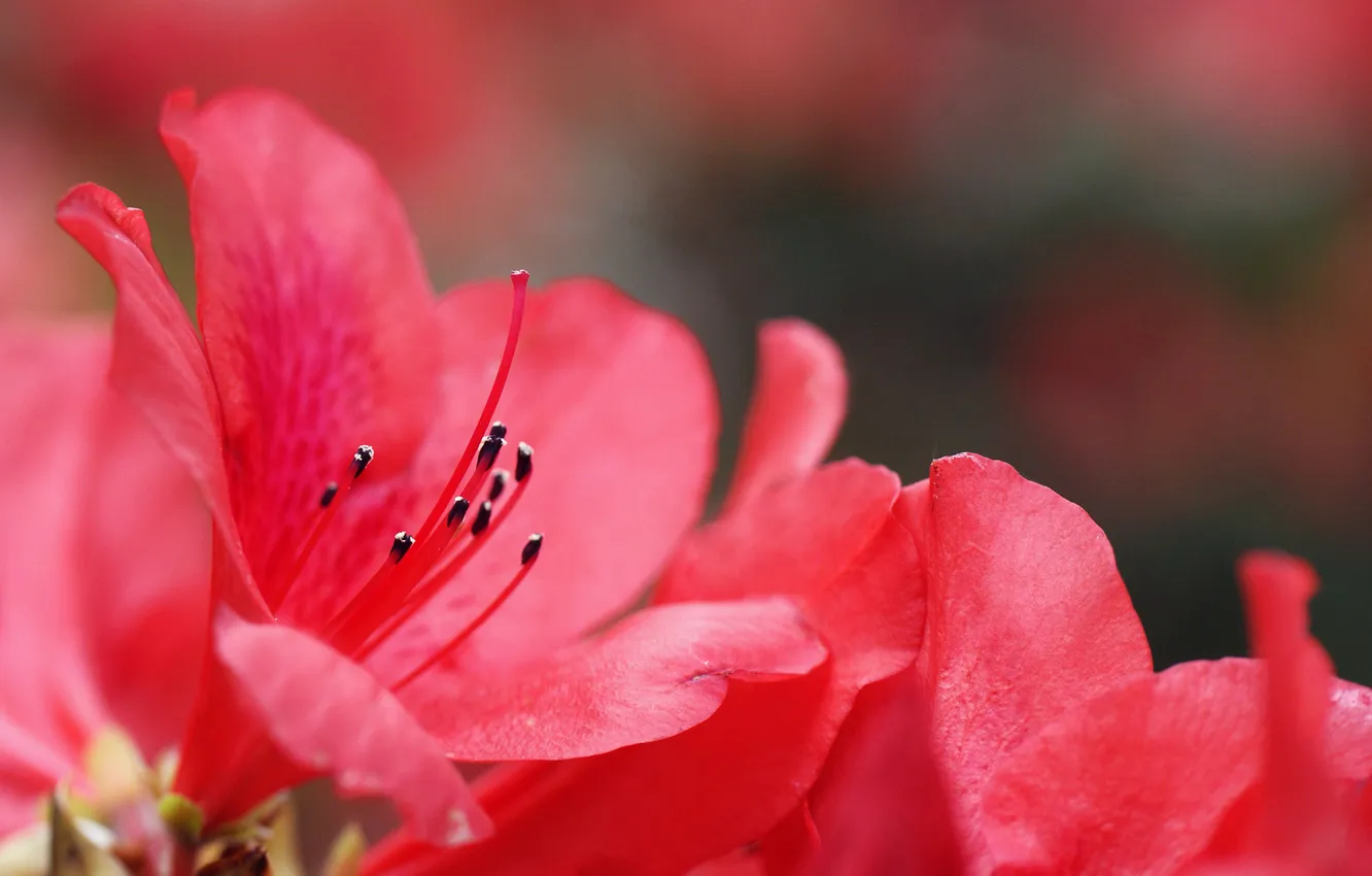 Фото обои цветы, фокус, розовые, азалия