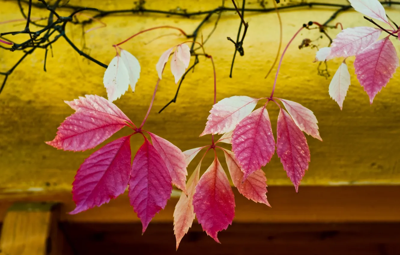 Фото обои осень, листья, природа, город