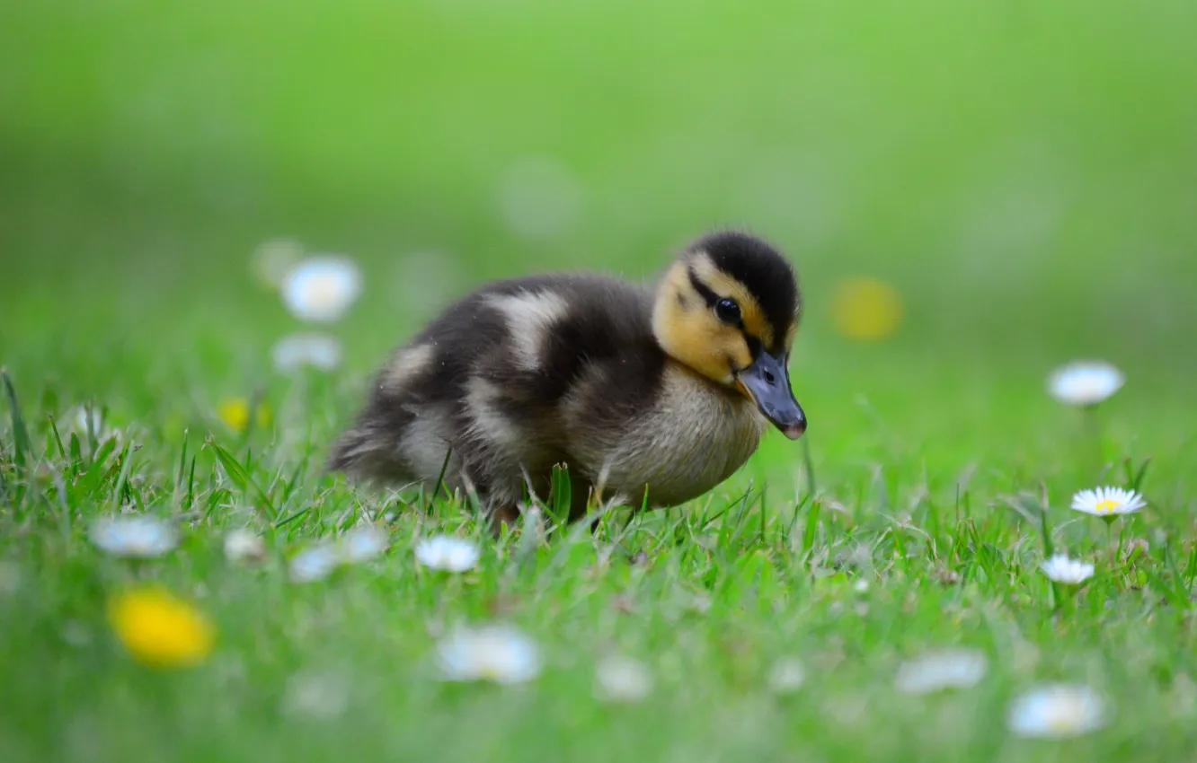 Фото обои цветы, grass, травка, flowers, утенок, duckling