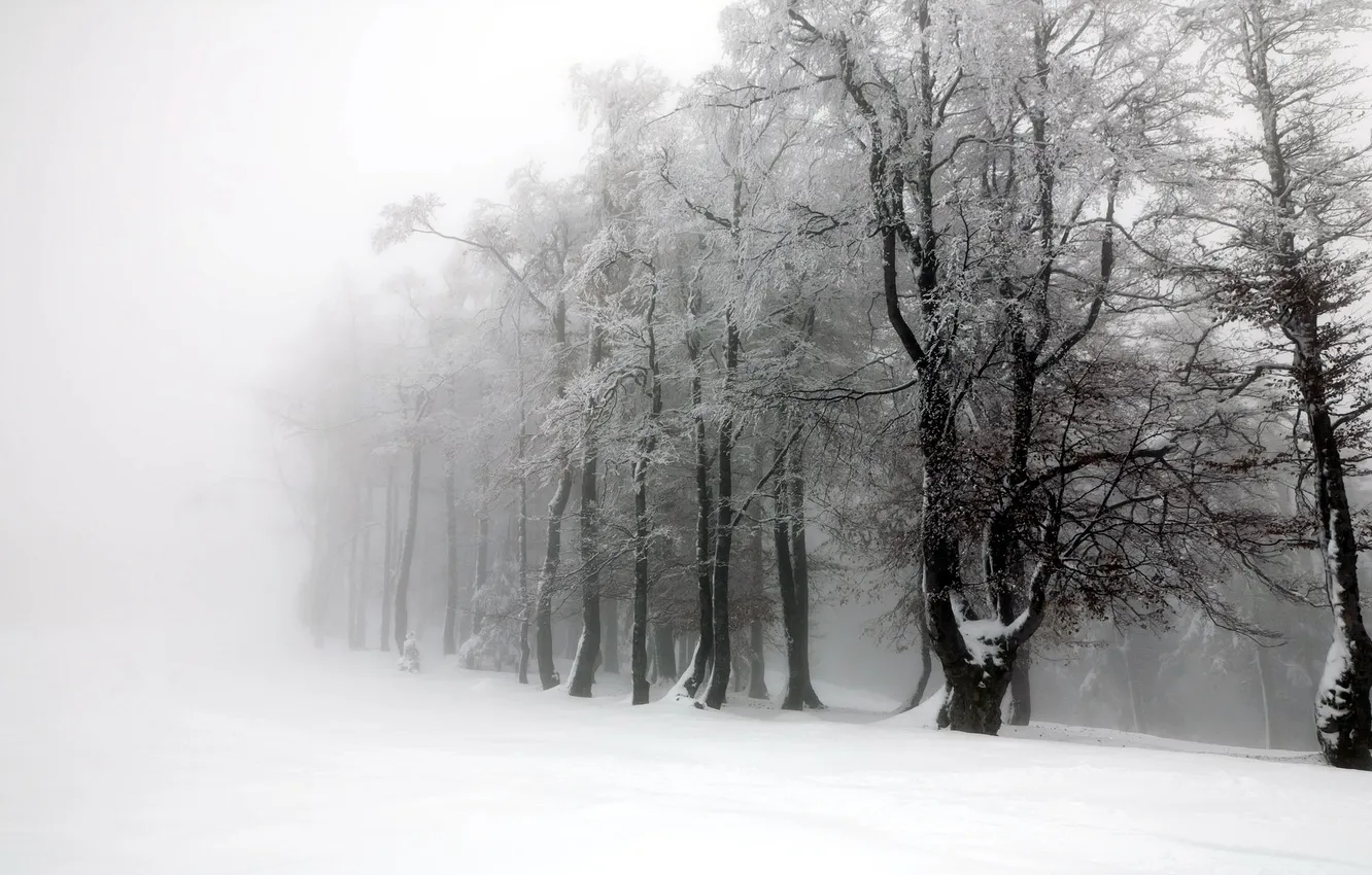 Фото обои зима, деревья, пейзаж, туман