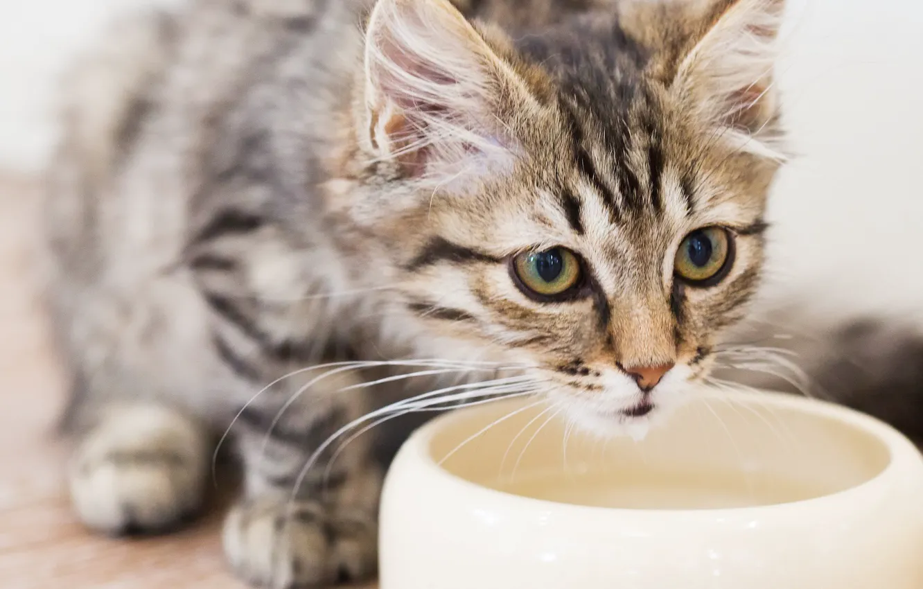 Фото обои cat, pet, feline, water bowl