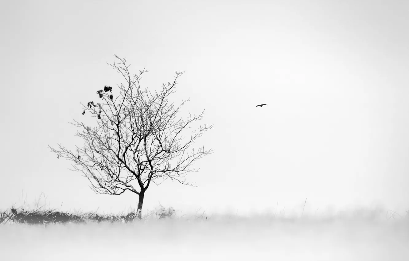 Фото обои туман, дерево, птица