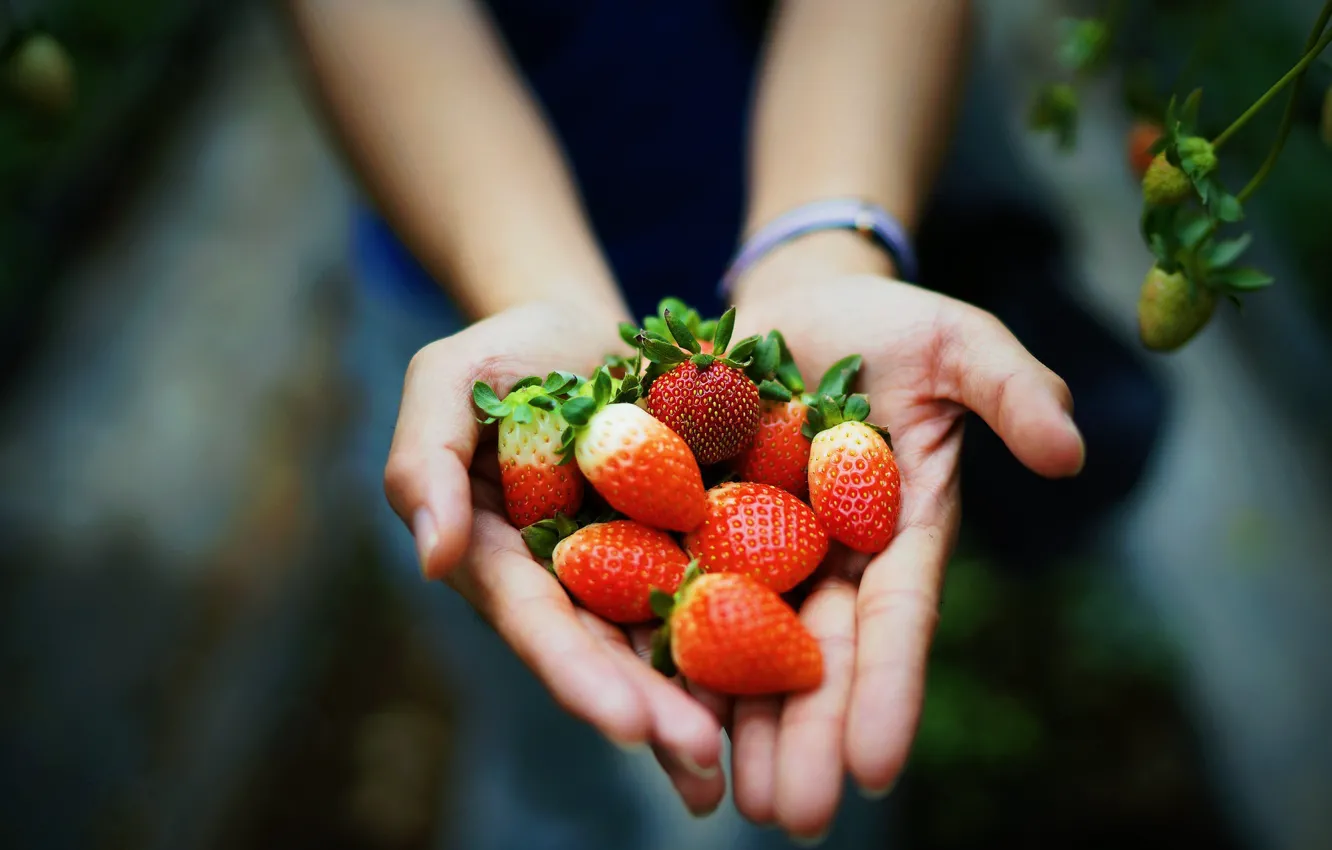 Фото обои ягоды, руки, клубника