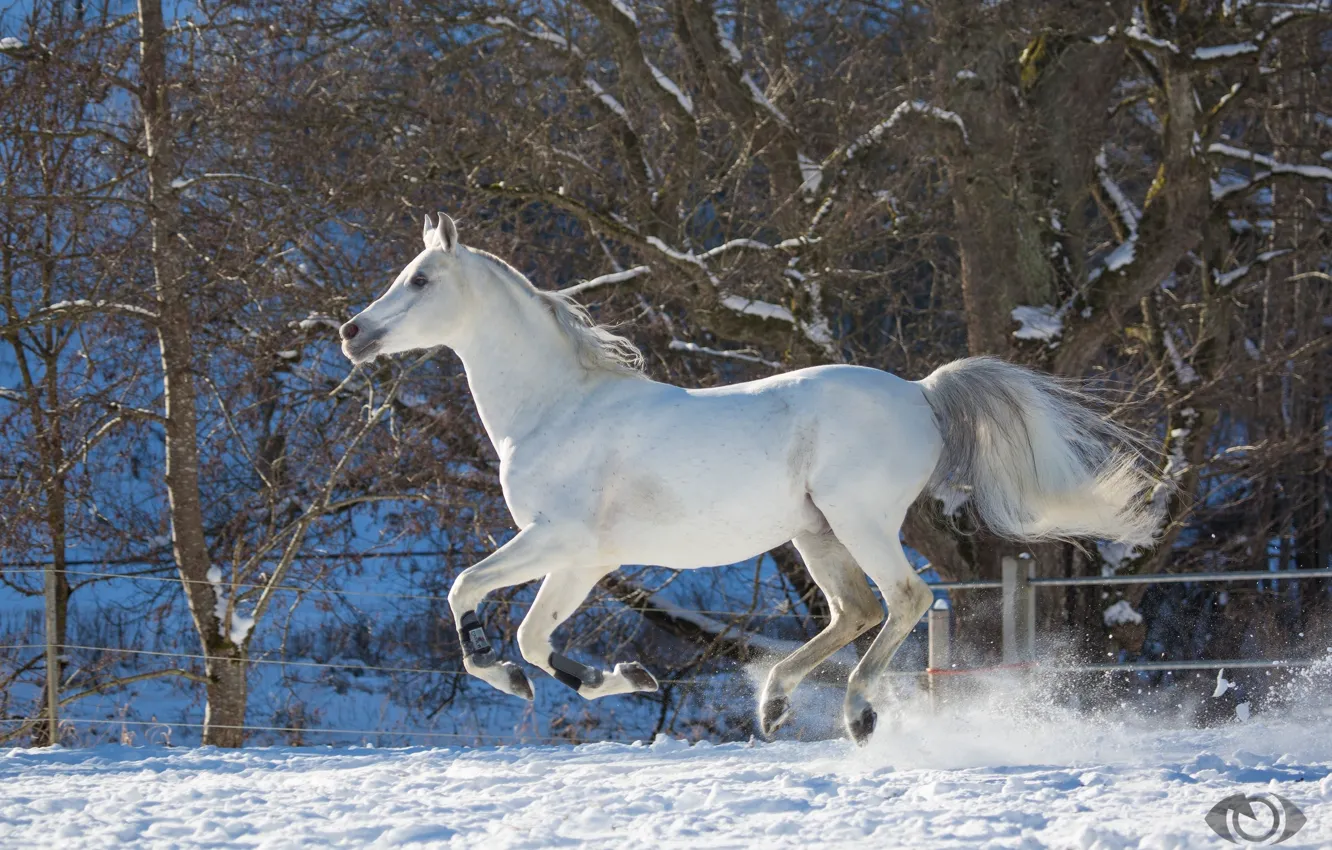 Фото обои белый, конь, лошадь, скорость, мощь, бег, грация, скачет