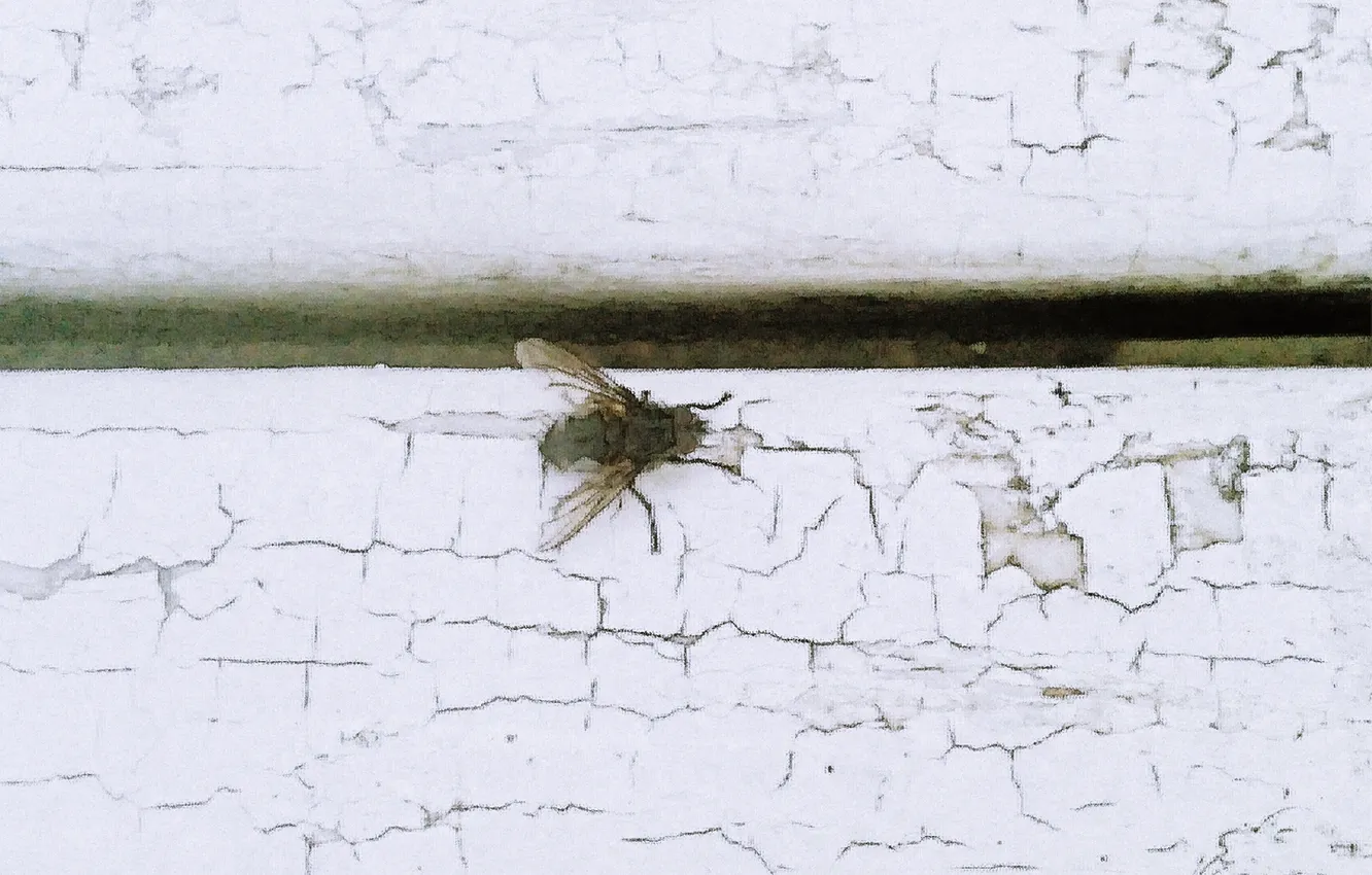 Фото обои муха, апрель, насекоиые, весна2024