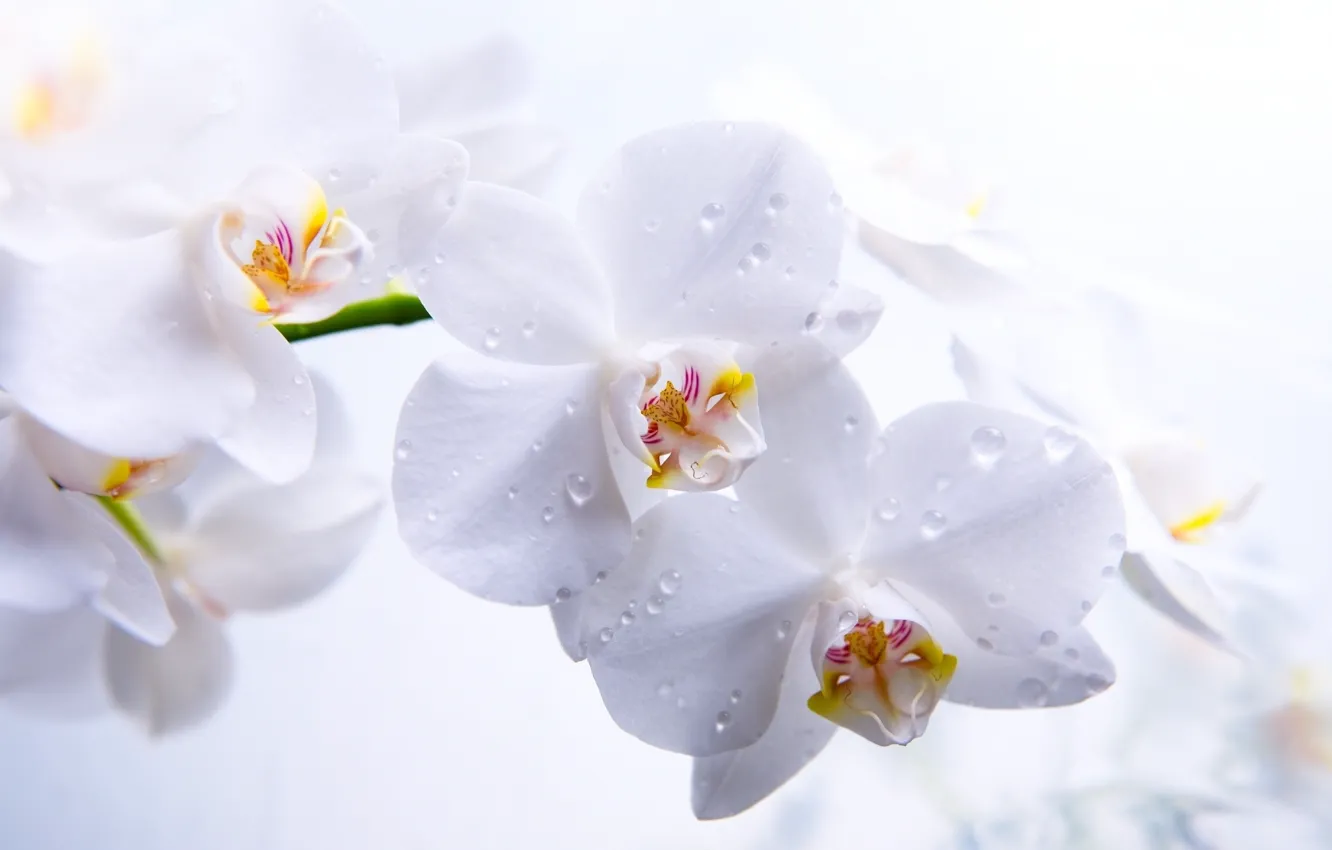 Фото обои роса, белый фон, нежно, цветы.капли, орхидея.белая