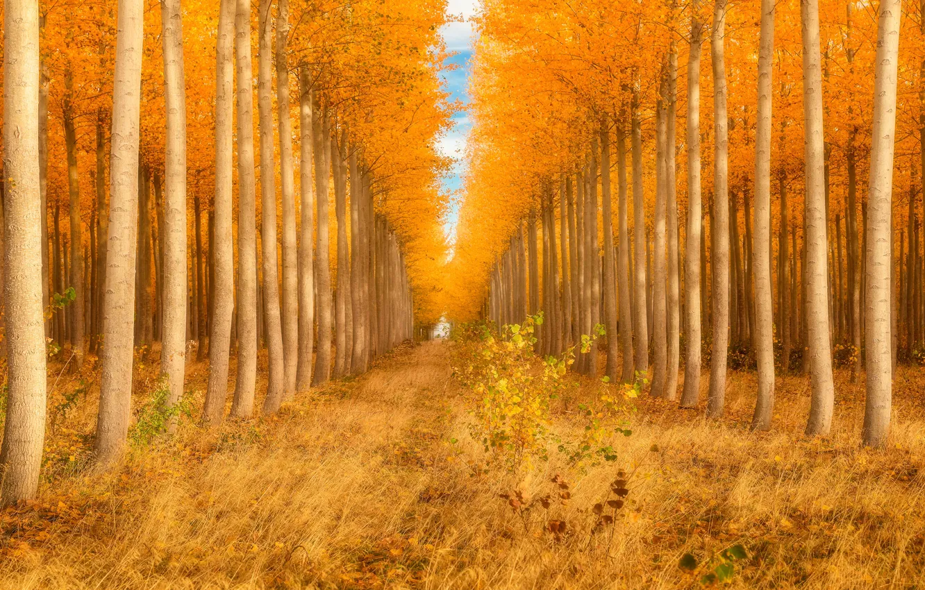 Фото обои осень, лес, свет, деревья, стволы, куст, желтые, дорожка