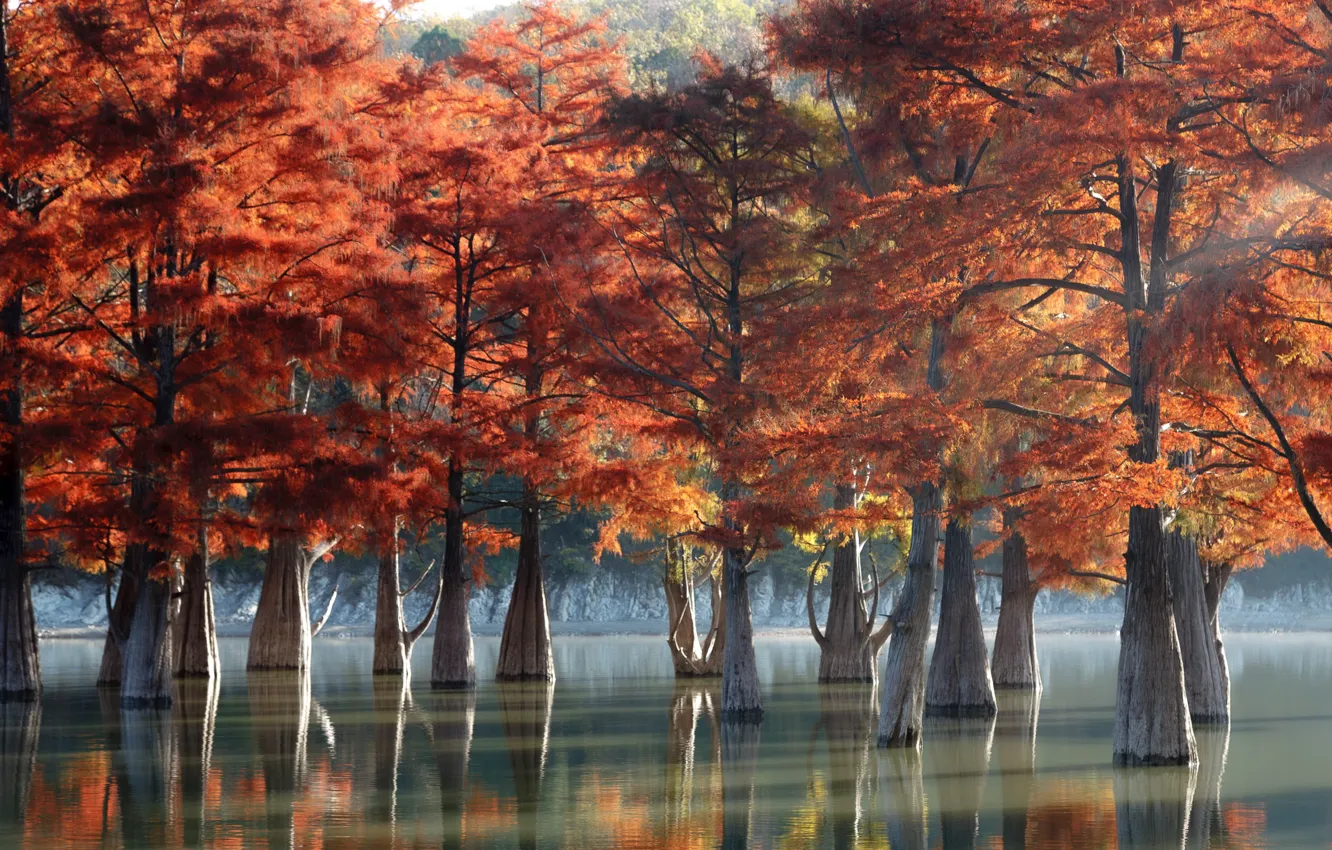 Фото обои осень, деревья, природа, озеро, кипарисы
