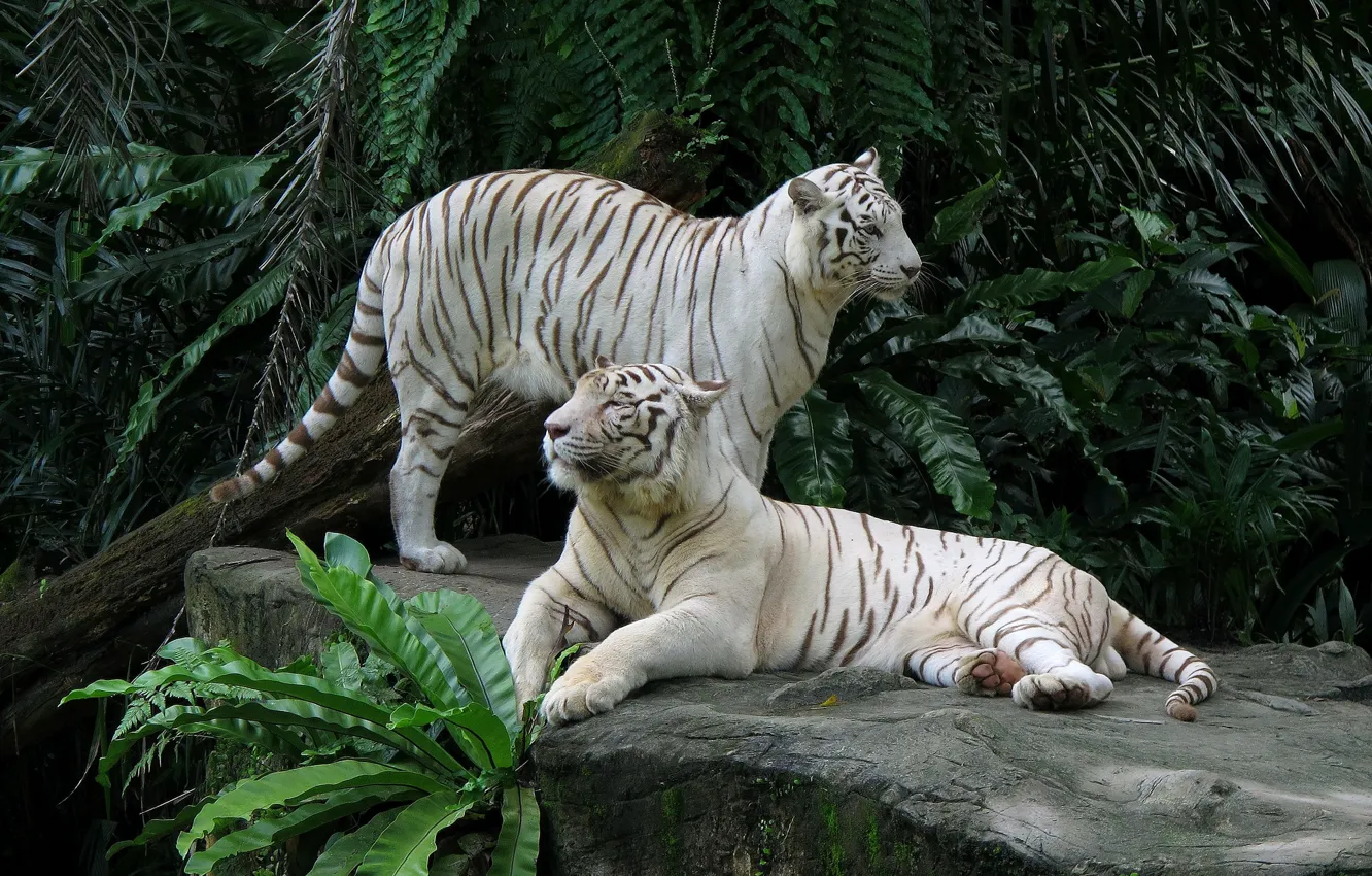 Фото обои камень, парочка, белые тигры
