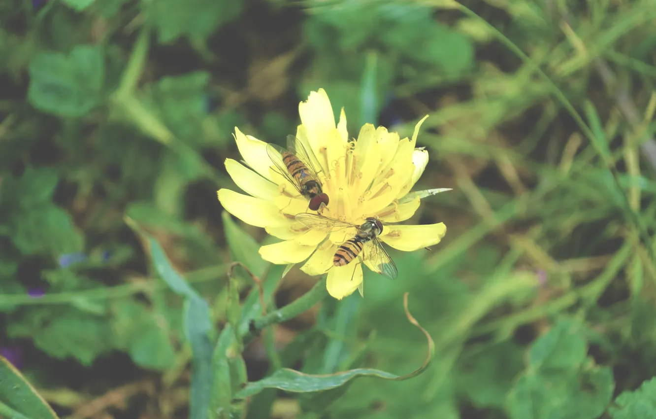 Фото обои IRAN, flower, bee, ardabil