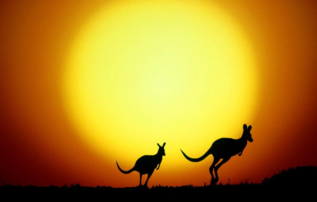 Фото обои силуэт, Австралия, кенгуру