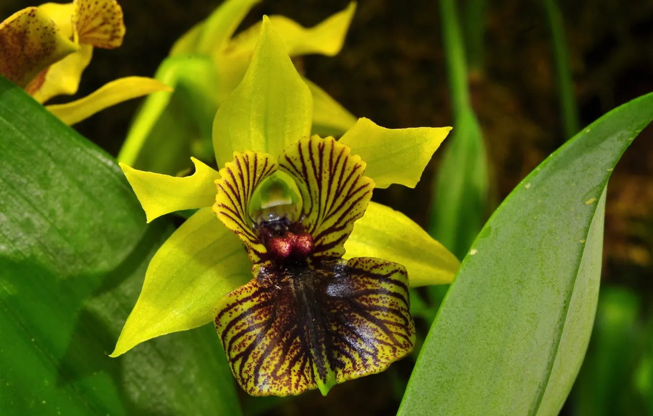 Фото обои цветок, фон, орхидея