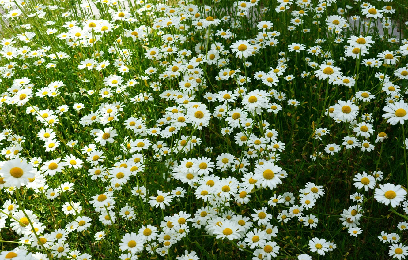 Фото обои лето, цветы, ромашки, луг, белые, много, ромашковое поле