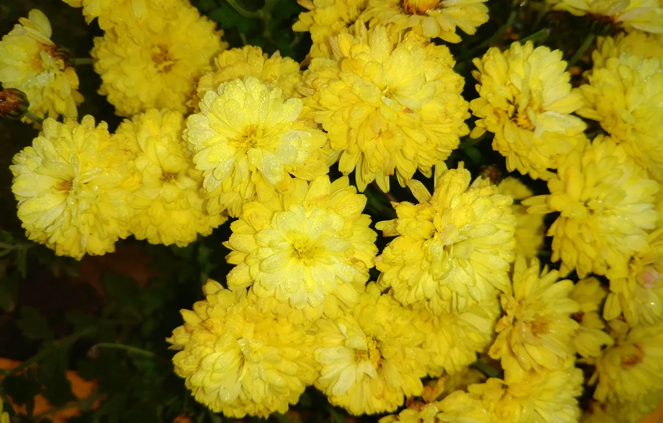 Фото обои капли, роса, хризантемы, жёлтые