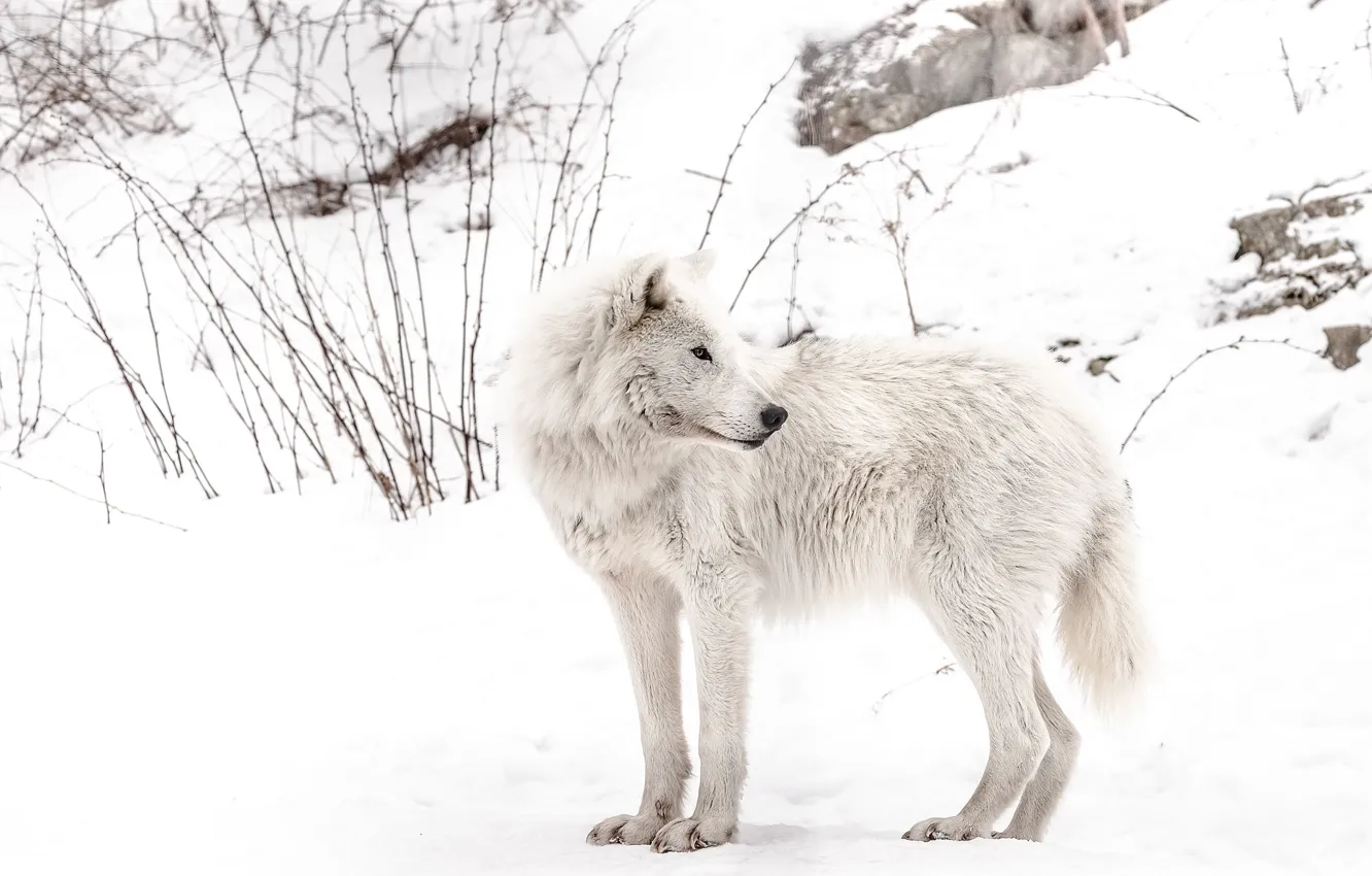 Фото обои winter, snow, wolf