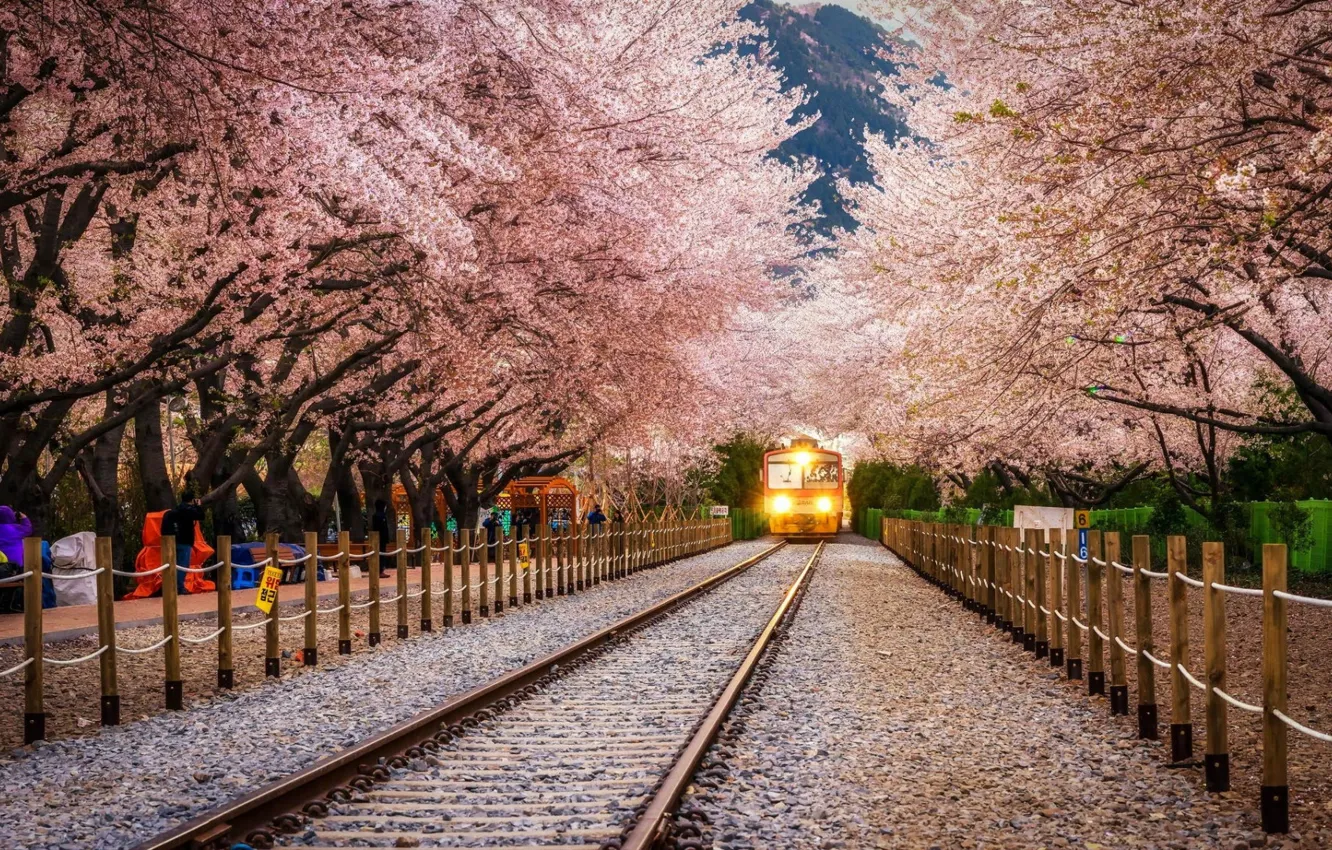 Фото обои Sakura, Landscape, Train, Railway