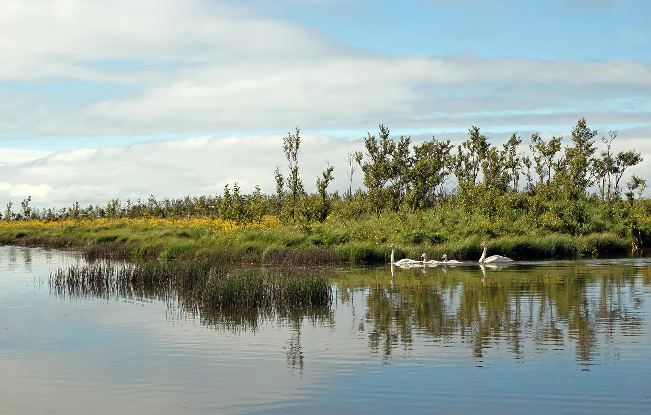 Фото обои деревья, озеро, семья, лебеди
