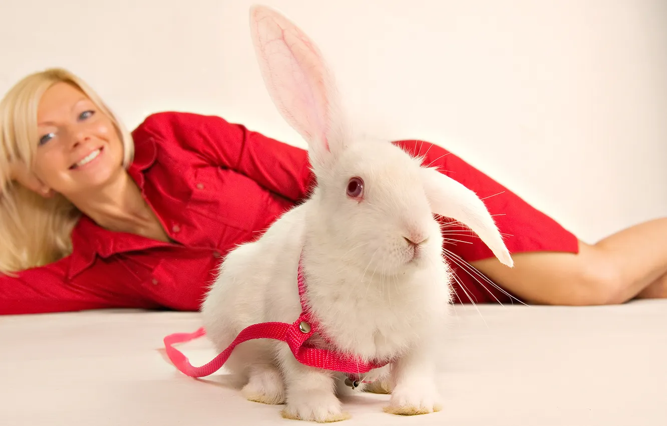 Фото обои девушка, кролик, ошейник, в красном