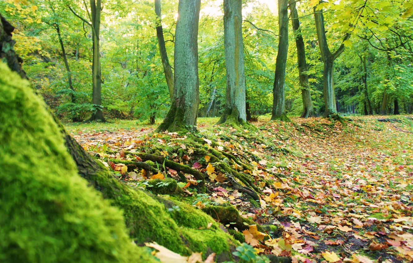 Фото обои лес, деревья, листва