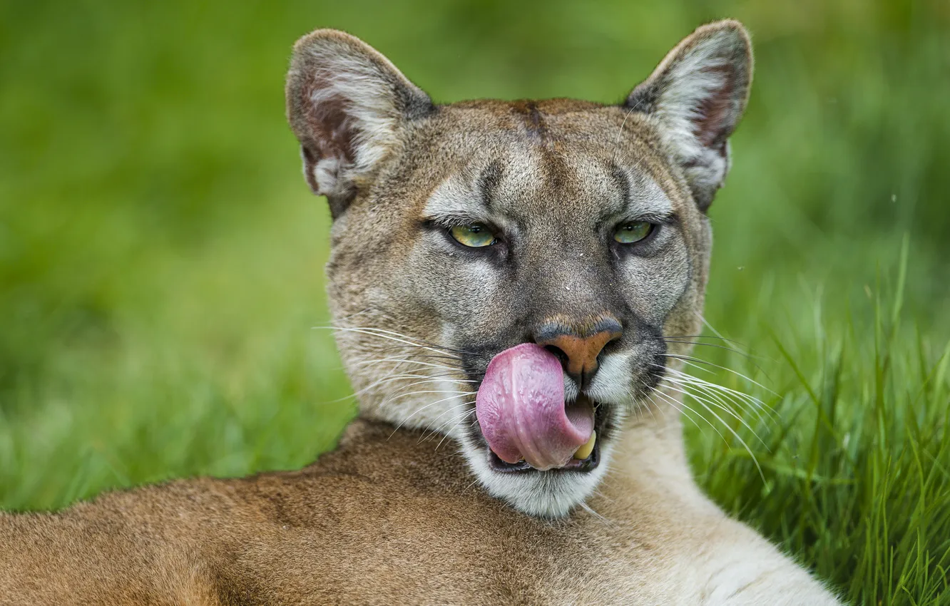 Фото обои язык, кошка, пума, горный лев, кугуар, ©Tambako The Jaguar