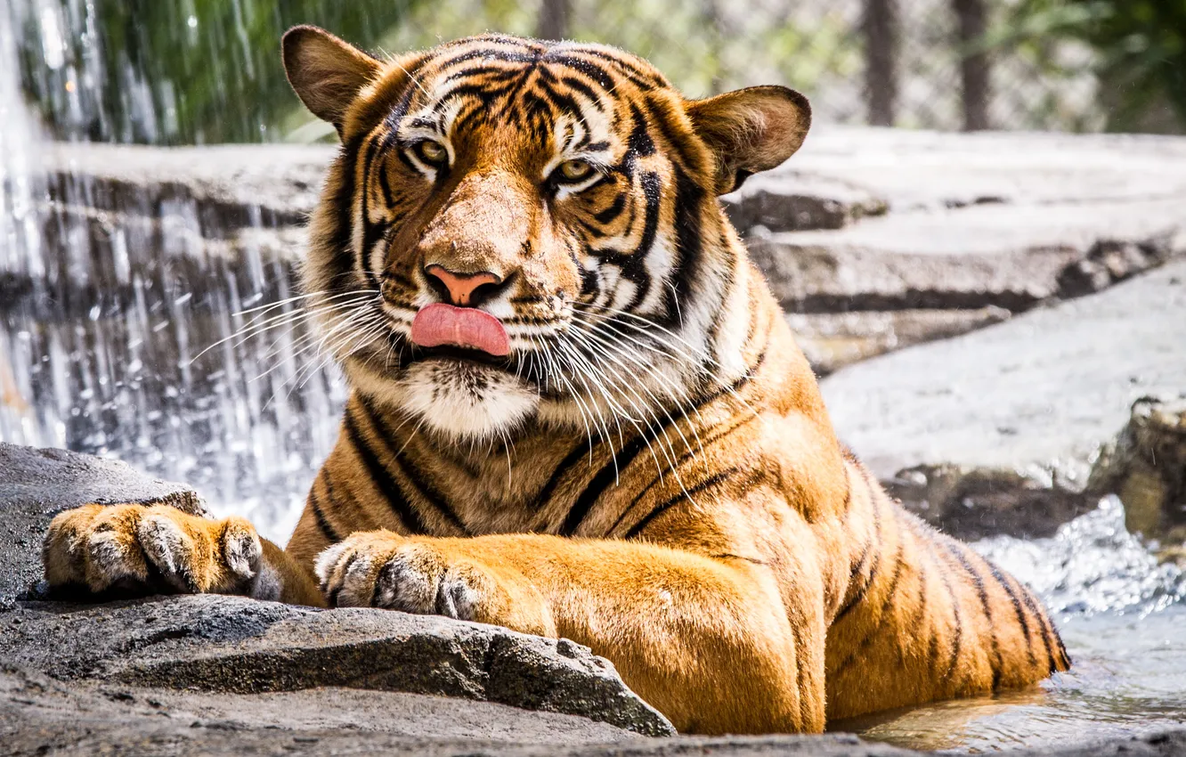 Фото обои взгляд, вода, тигр, камень, зверь