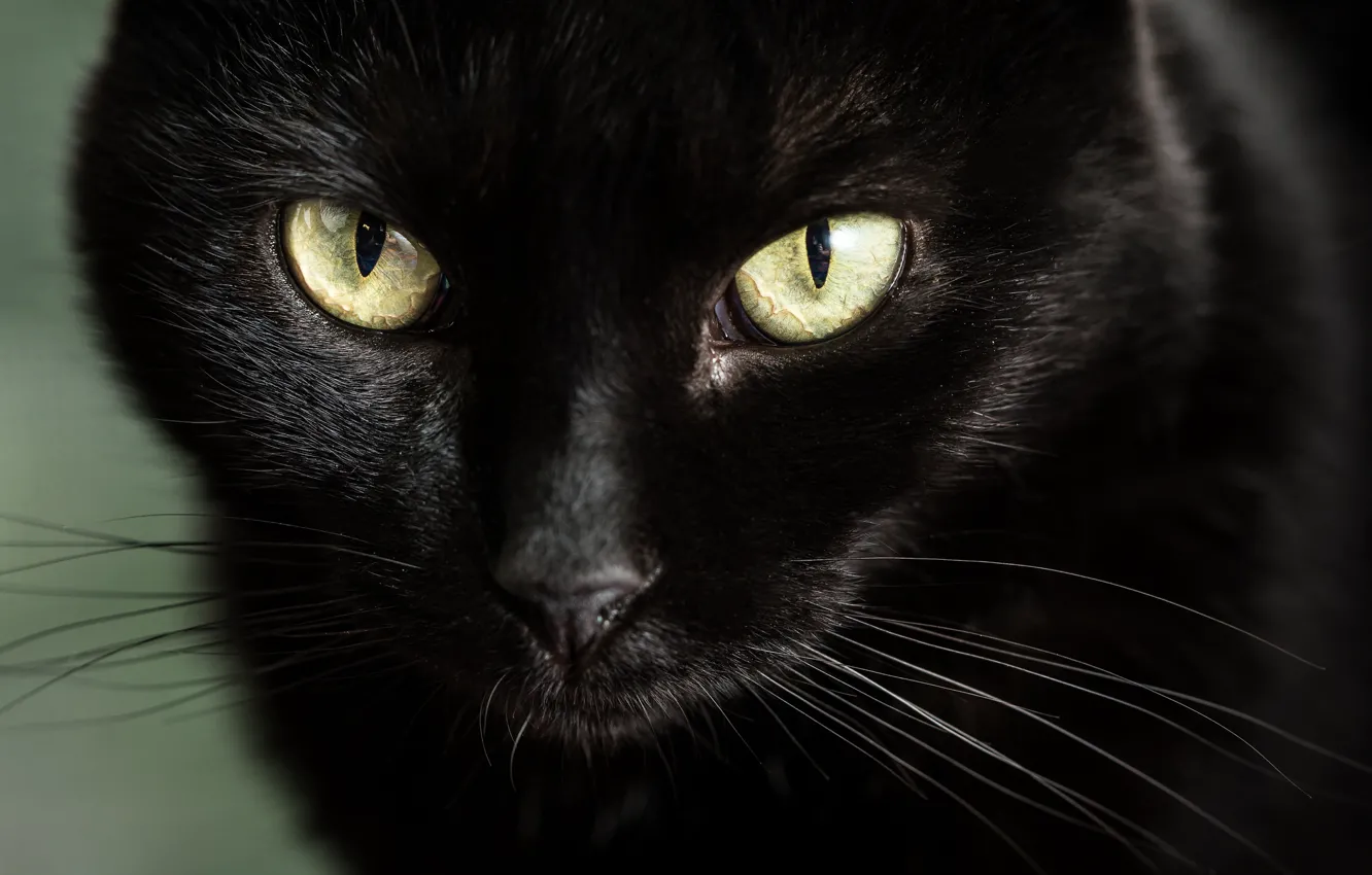 Фото обои глаза, взгляд, мордочка, чёрная кошка