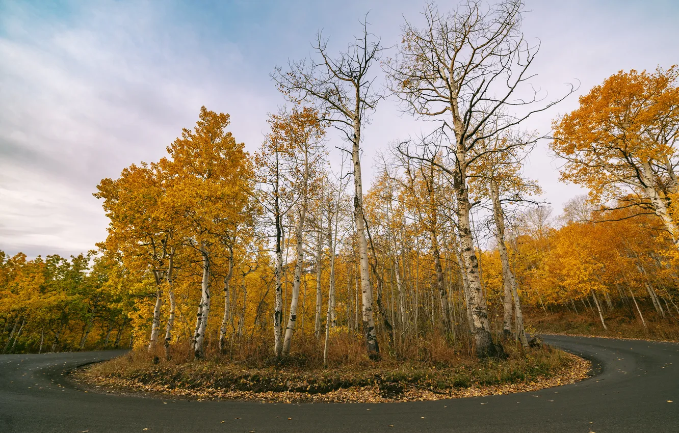 Фото обои дорога, осень, лес