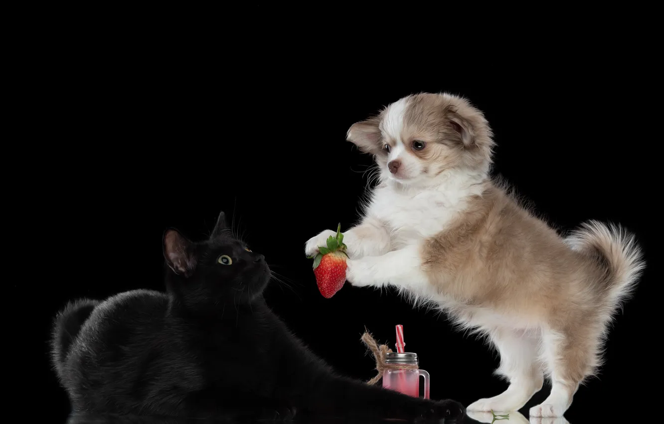 Фото обои кошка, животные, кот, собака, клубника, ягода, пёс, Ирина Ковалёва