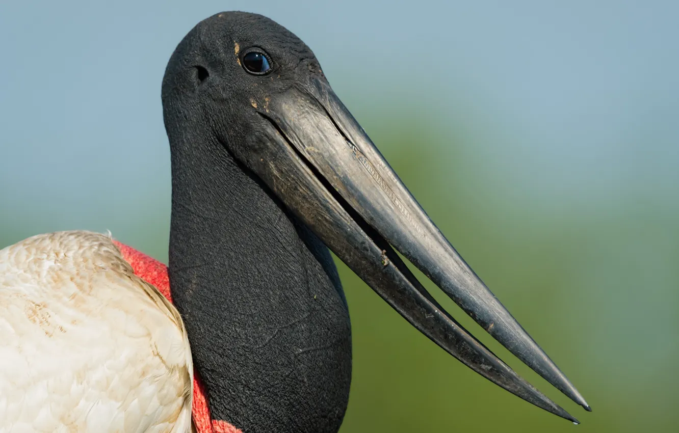 Фото обои природа, птица, Jabiru Stork Closeup