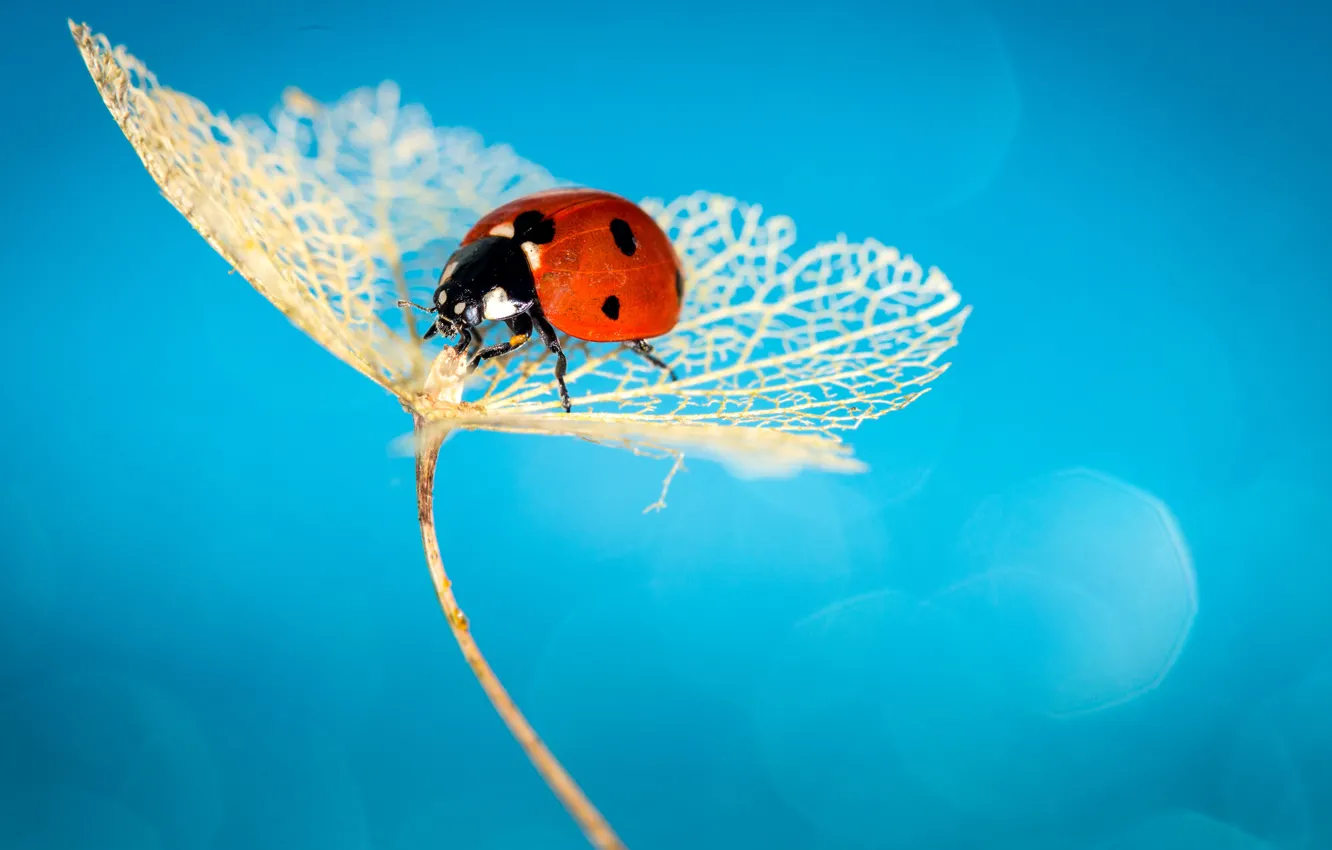 Фото обои ladybug, insect, ladybird, hydrangea
