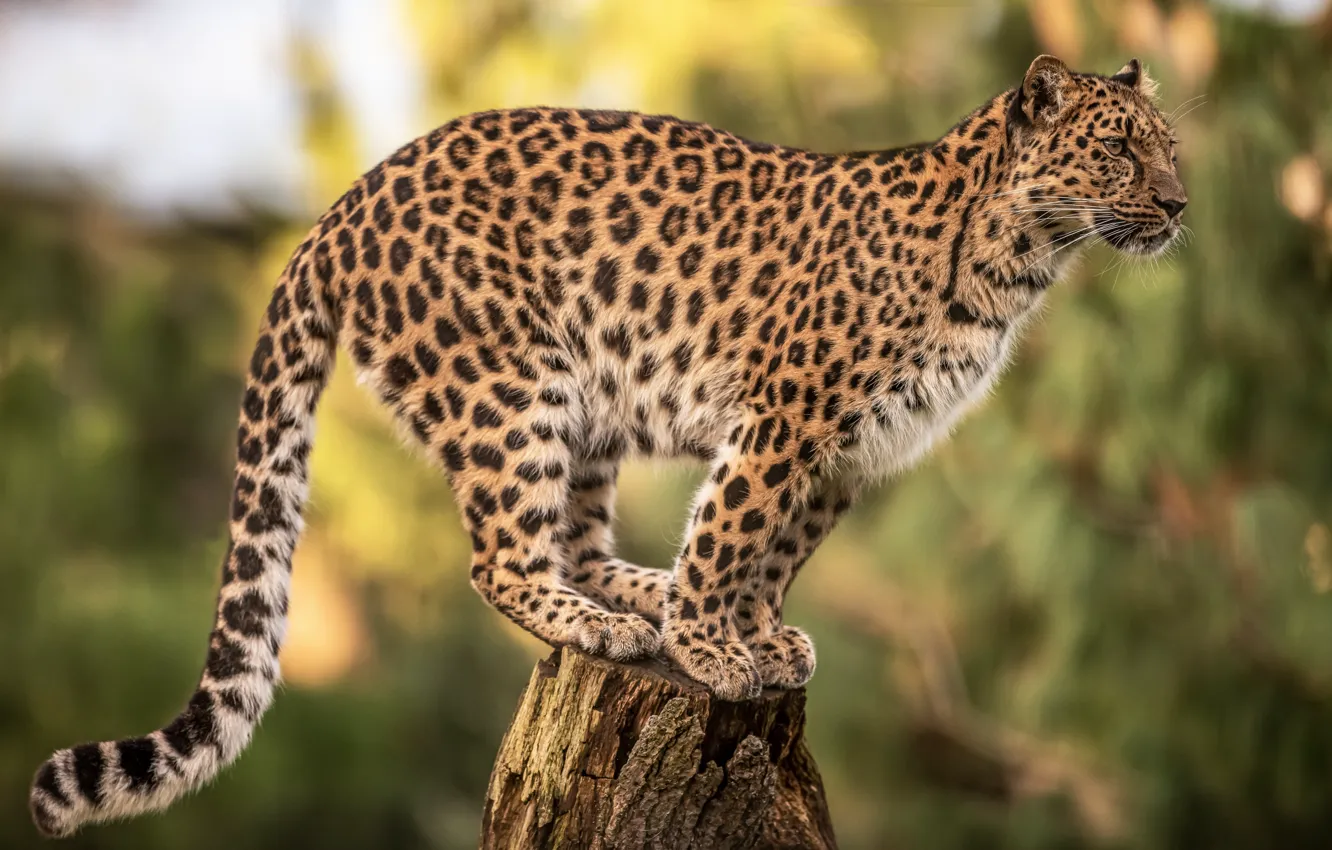 Фото обои фон, пень, леопард, дикая кошка, боке