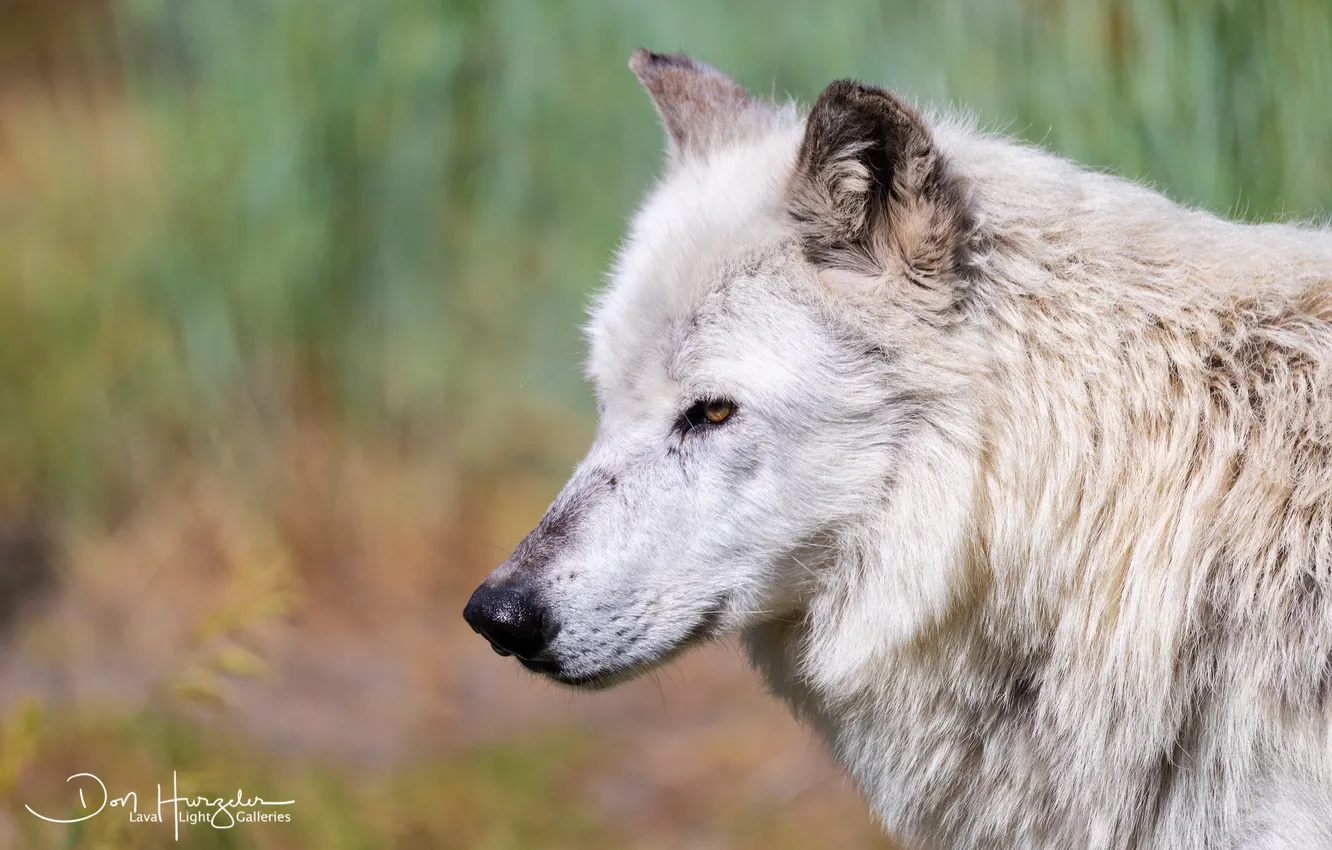Фото обои nature, predator, animal, wolf, wildlife, portrait, portrait., Canis lupus. face