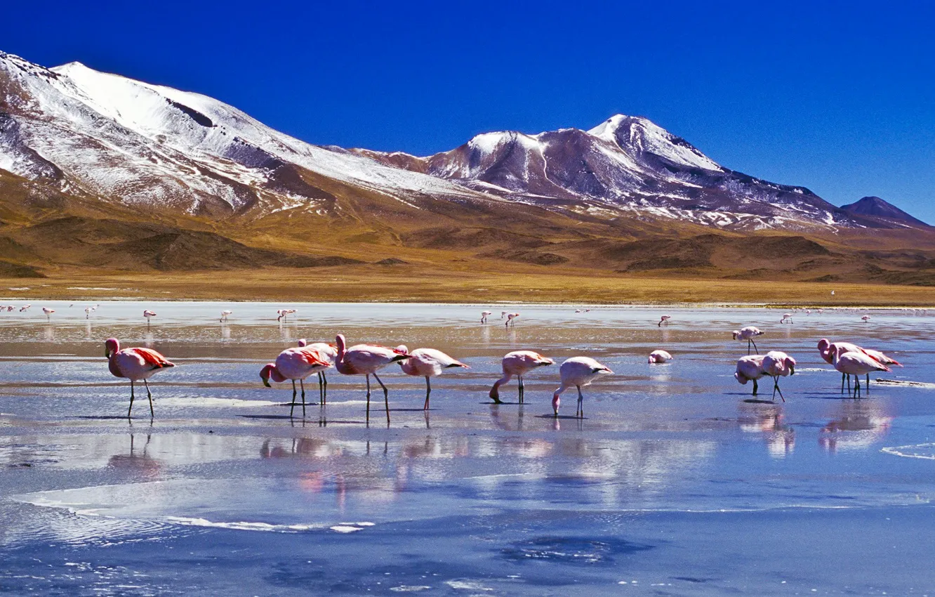 Фото обои небо, снег, горы, птицы, озеро, фламинго