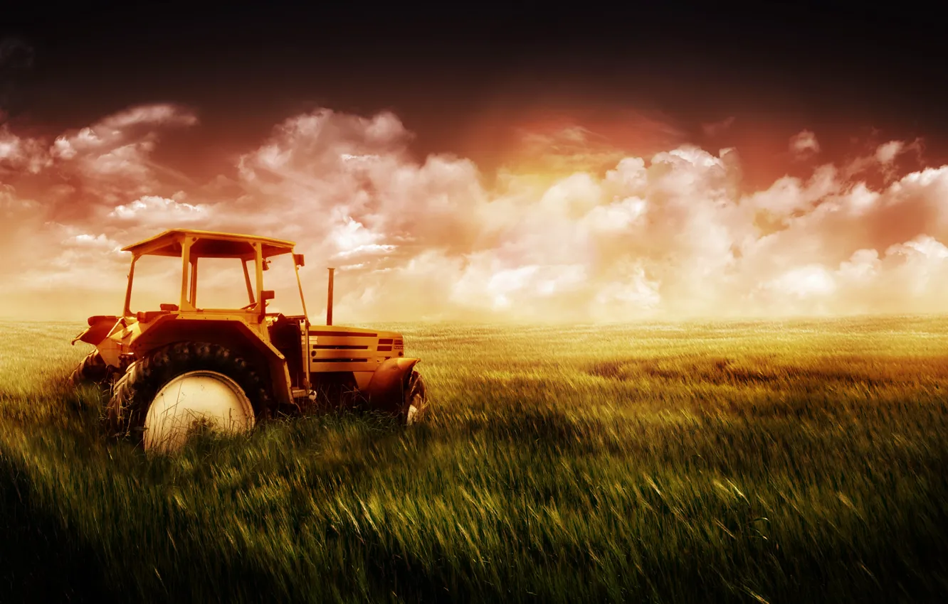 Фото обои пшеница, поле, небо, трава, трактор