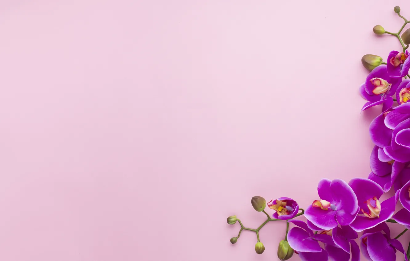 Фото обои цветы, фон, розовый, текстура, орхидеи, сиреневые