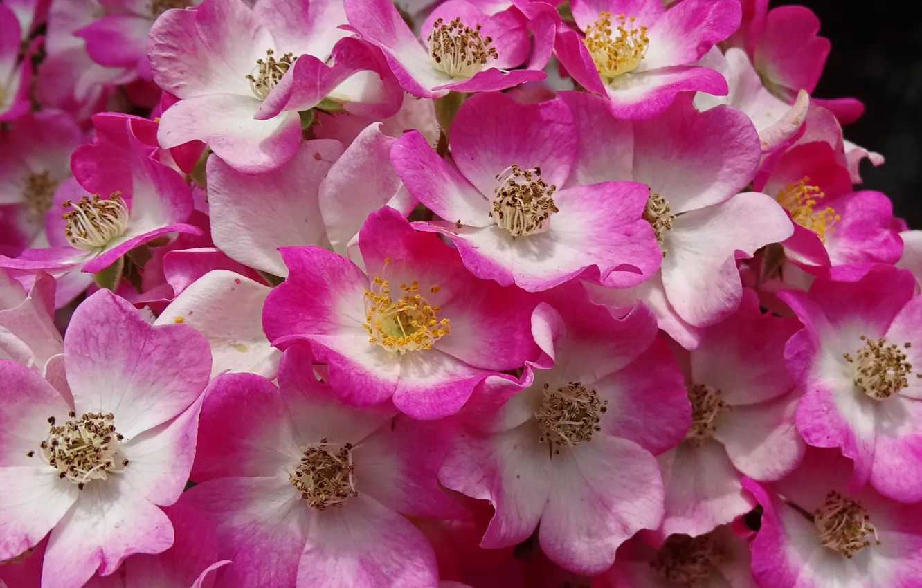 Фото обои Цветы, Flowers, dog rose, Шиповник