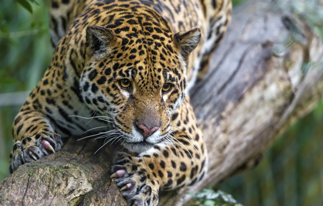 Фото обои кошка, взгляд, когти, ягуар, бревно, ©Tambako The Jaguar