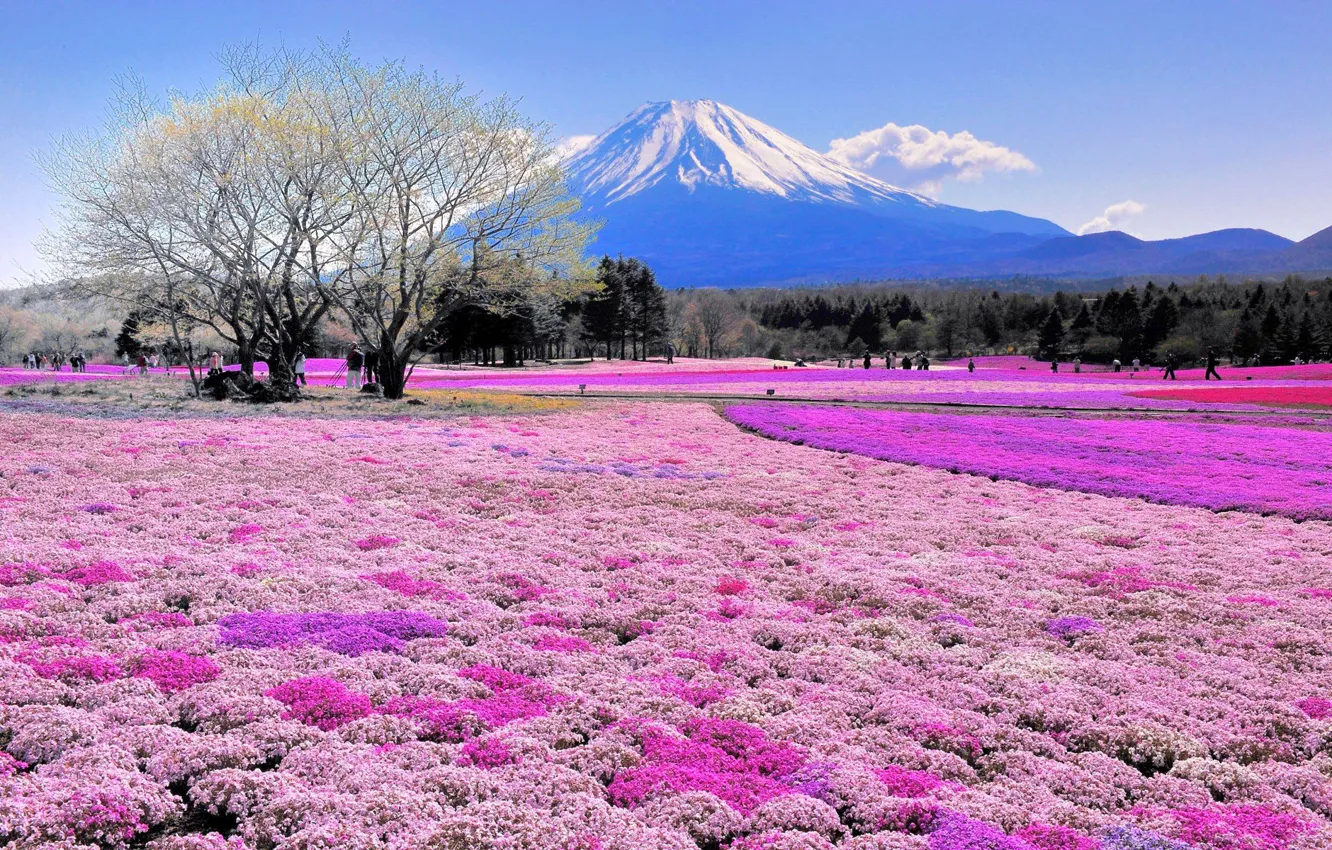 Фото обои поле, цветы, дерево, гора, Япония, Фудзияма
