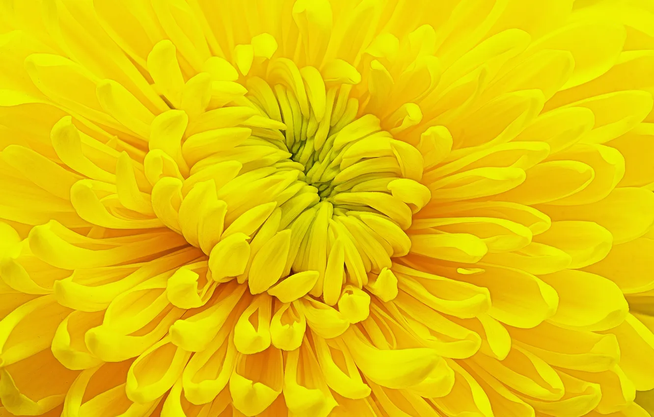 Фото обои цветок, желтый, хризантема