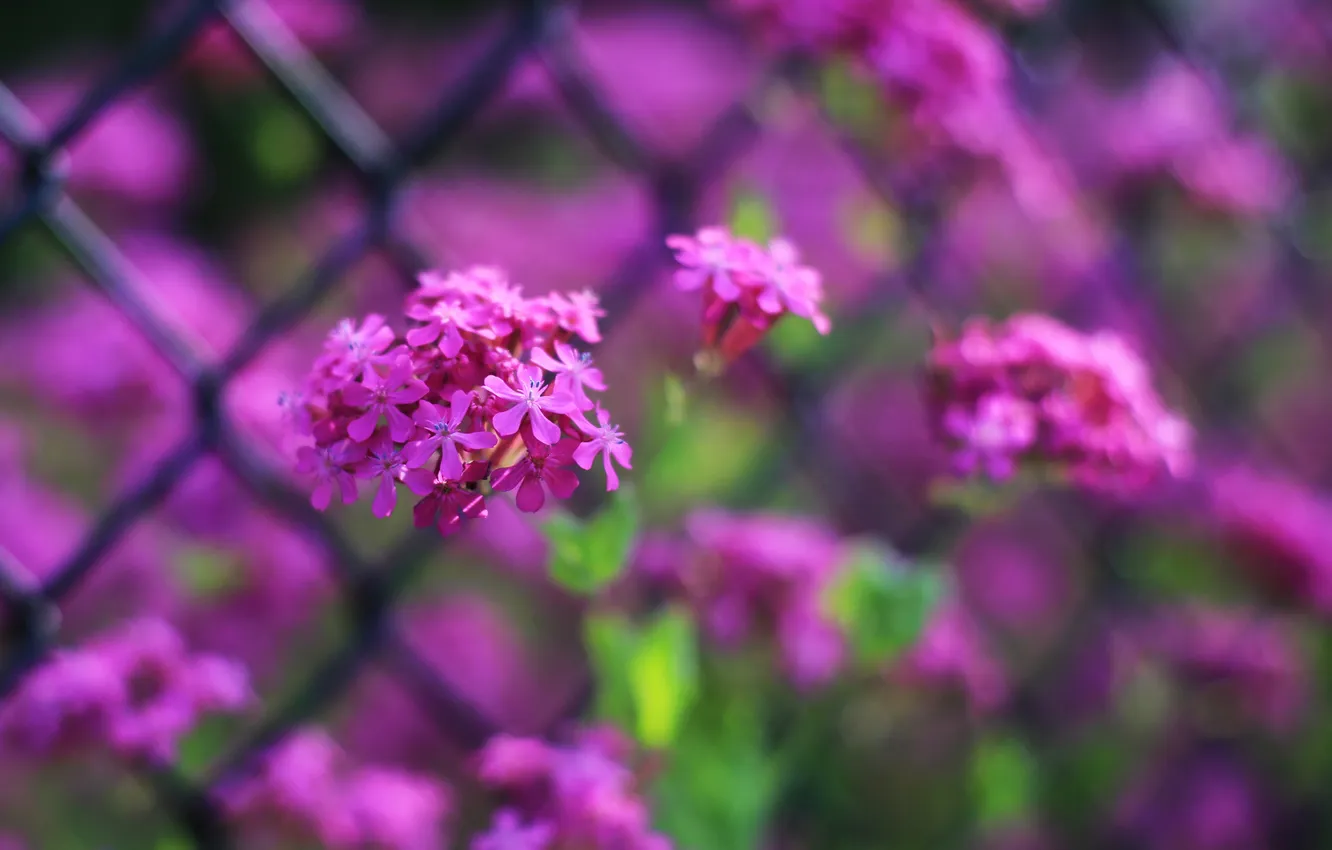 Фото обои цветы, яркие, забор, фокус, решетка, много