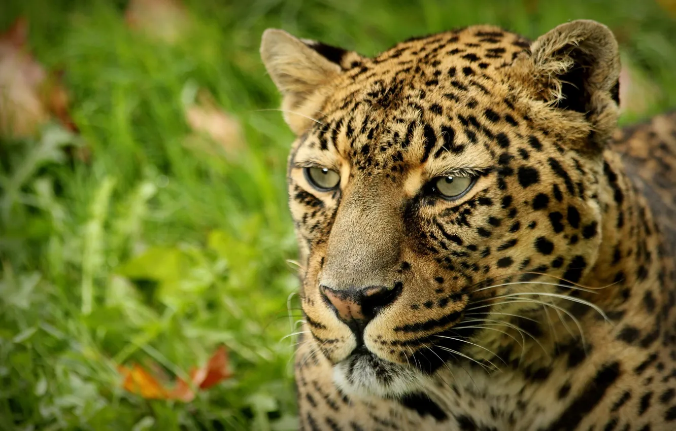 Фото обои пятна, леопард, leopard, animal