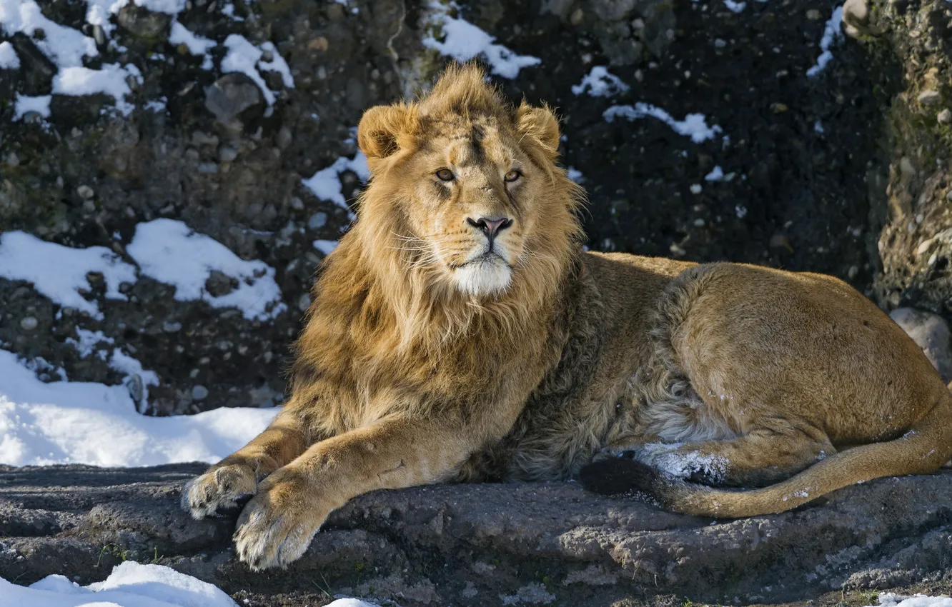 Фото обои снег, хищник, лев, царь зверей, дикая кошка