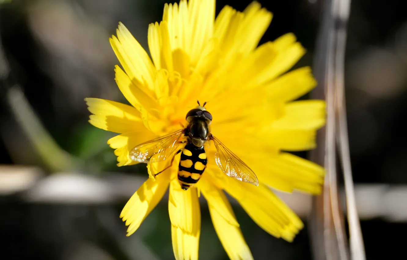 Фото обои насекомое, желтое, пчелка