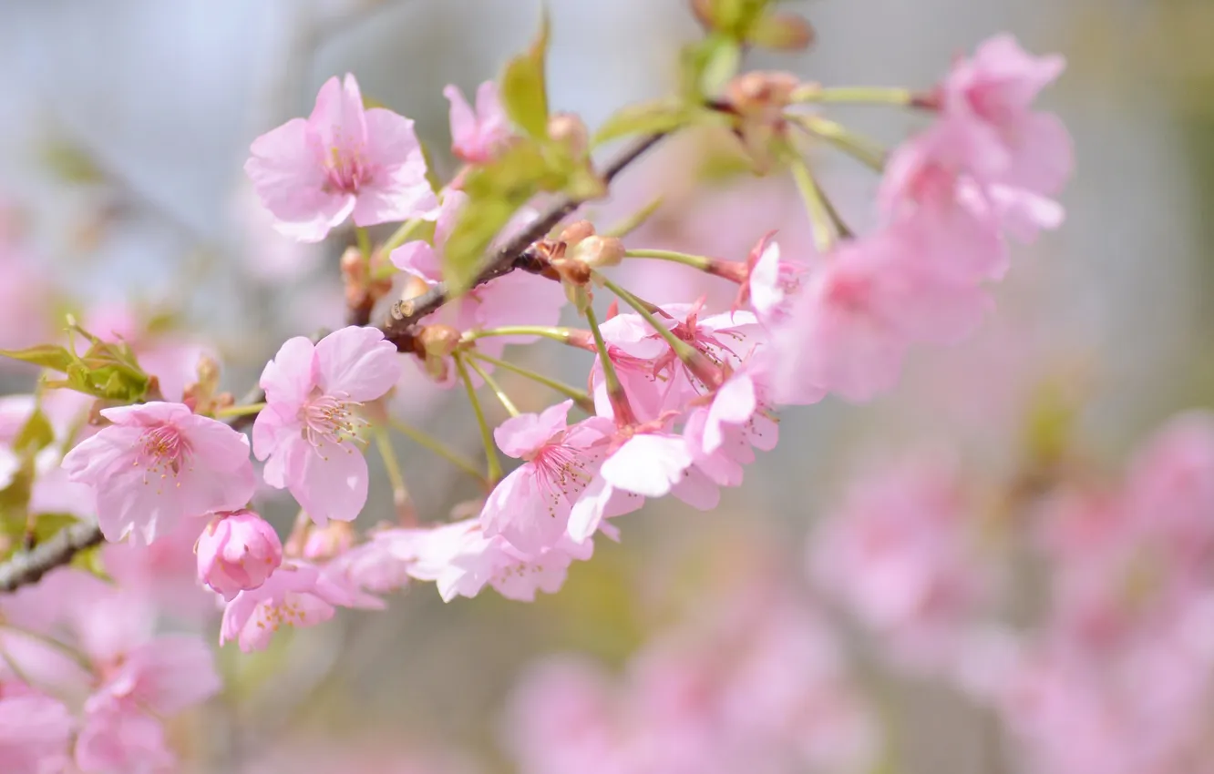Фото обои вишня, розовый, ветка, весна, сакура