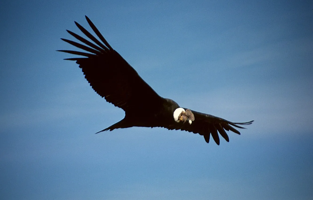 Фото обои bird, animal, wildlife, Condor