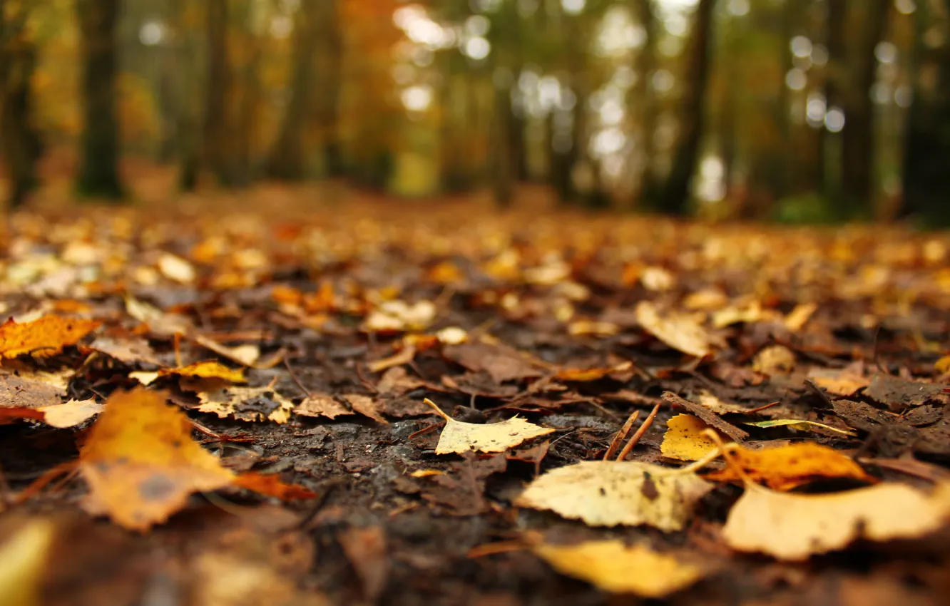 Фото обои осень, листья, улица
