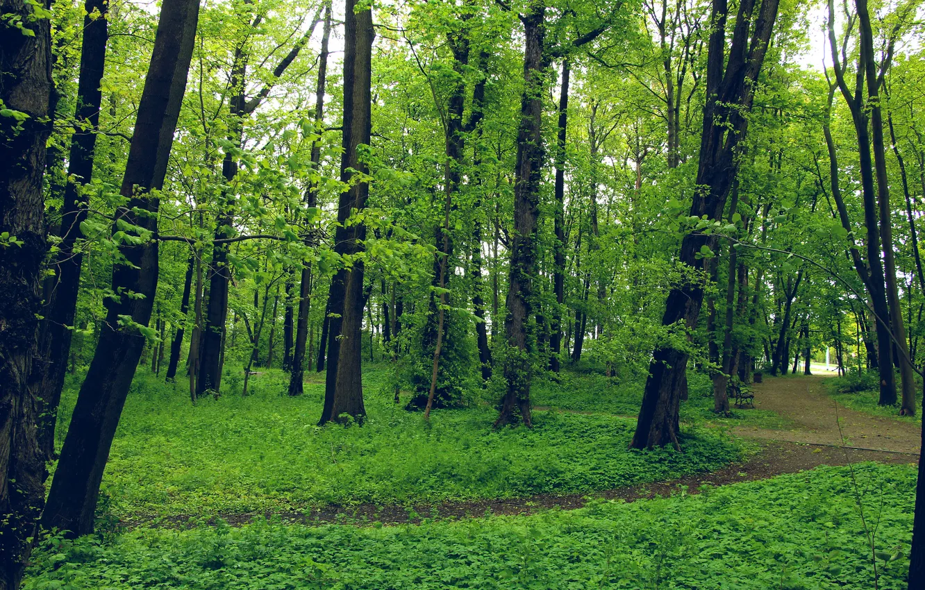 Фото обои forest, trees, park