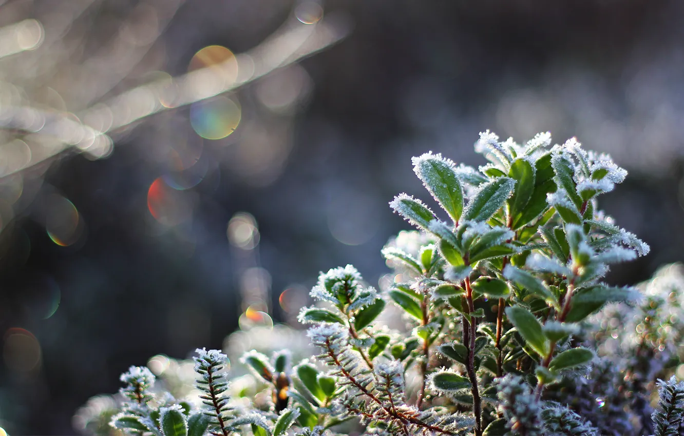 Фото обои холод, иней, листья, макро, снег, растение, кристаллы, боке